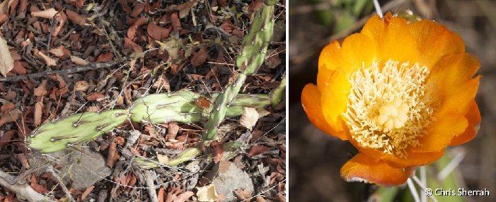 Opuntia retrorsa ©Chris Sherrah